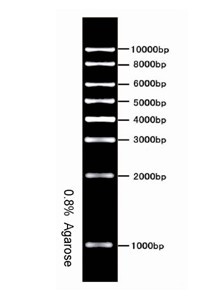 R(yng)1kb DNA Ladder Marker   1kb DNA Ladder MarkerN 
P(gun)I: